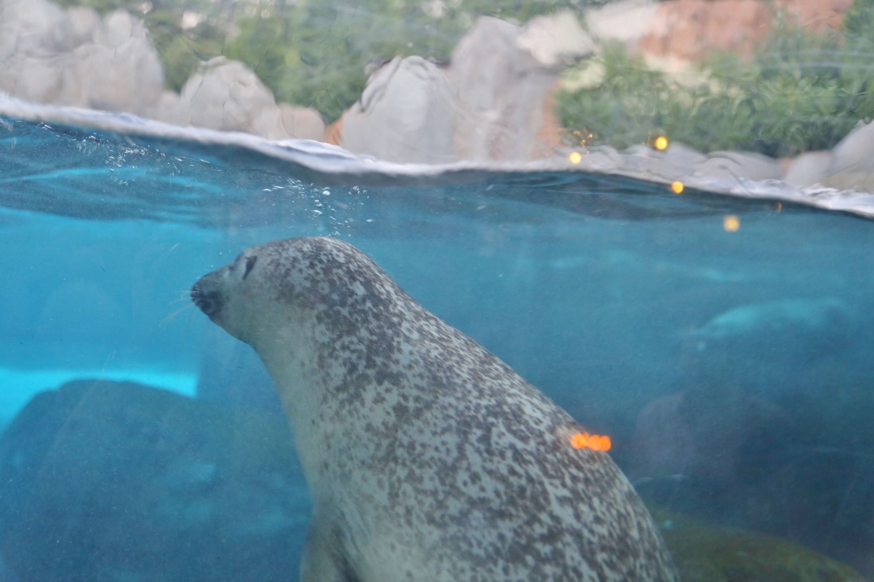 Zoo-Ado-083.JPG